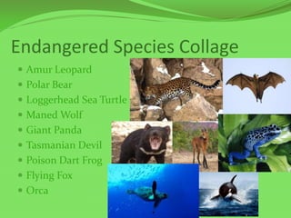 Endangered Species Collage
 Amur Leopard
 Polar Bear
 Loggerhead Sea Turtle
 Maned Wolf
 Giant Panda
 Tasmanian Devil
 Poison Dart Frog
 Flying Fox
 Orca
 