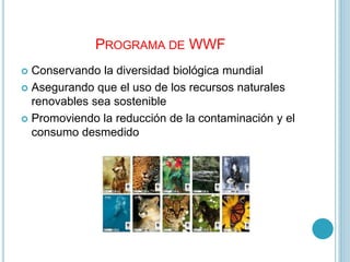 PROGRAMA DE WWF
Conservando la diversidad biológica mundial
Asegurando que el uso de los recursos naturales
renovables sea sostenible
Promoviendo la reducción de la contaminación y el
consumo desmedido