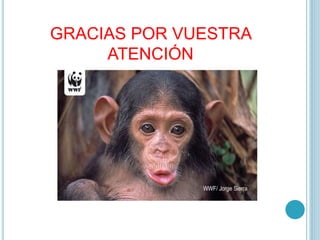 GRACIAS POR VUESTRA
ATENCIÓN