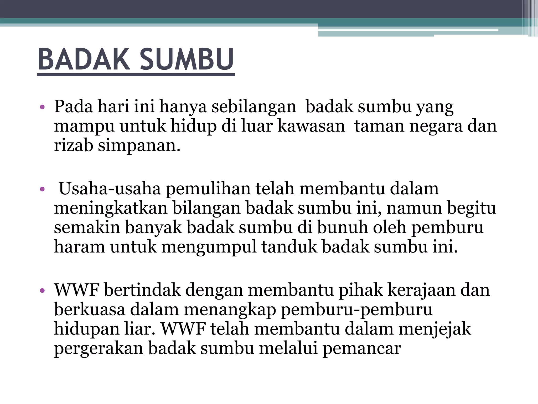 BADAK SUMBU
• Pada hari ini hanya sebilangan badak sumbu yang
mampu untuk hidup di luar kawasan taman negara dan
rizab simpanan.
• Usaha-usaha pemulihan telah membantu dalam
meningkatkan bilangan badak sumbu ini, namun begitu
semakin banyak badak sumbu di bunuh oleh pemburu
haram untuk mengumpul tanduk badak sumbu ini.
• WWF bertindak dengan membantu pihak kerajaan dan
berkuasa dalam menangkap pemburu-pemburu
hidupan liar. WWF telah membantu dalam menjejak
pergerakan badak sumbu melalui pemancar
 
