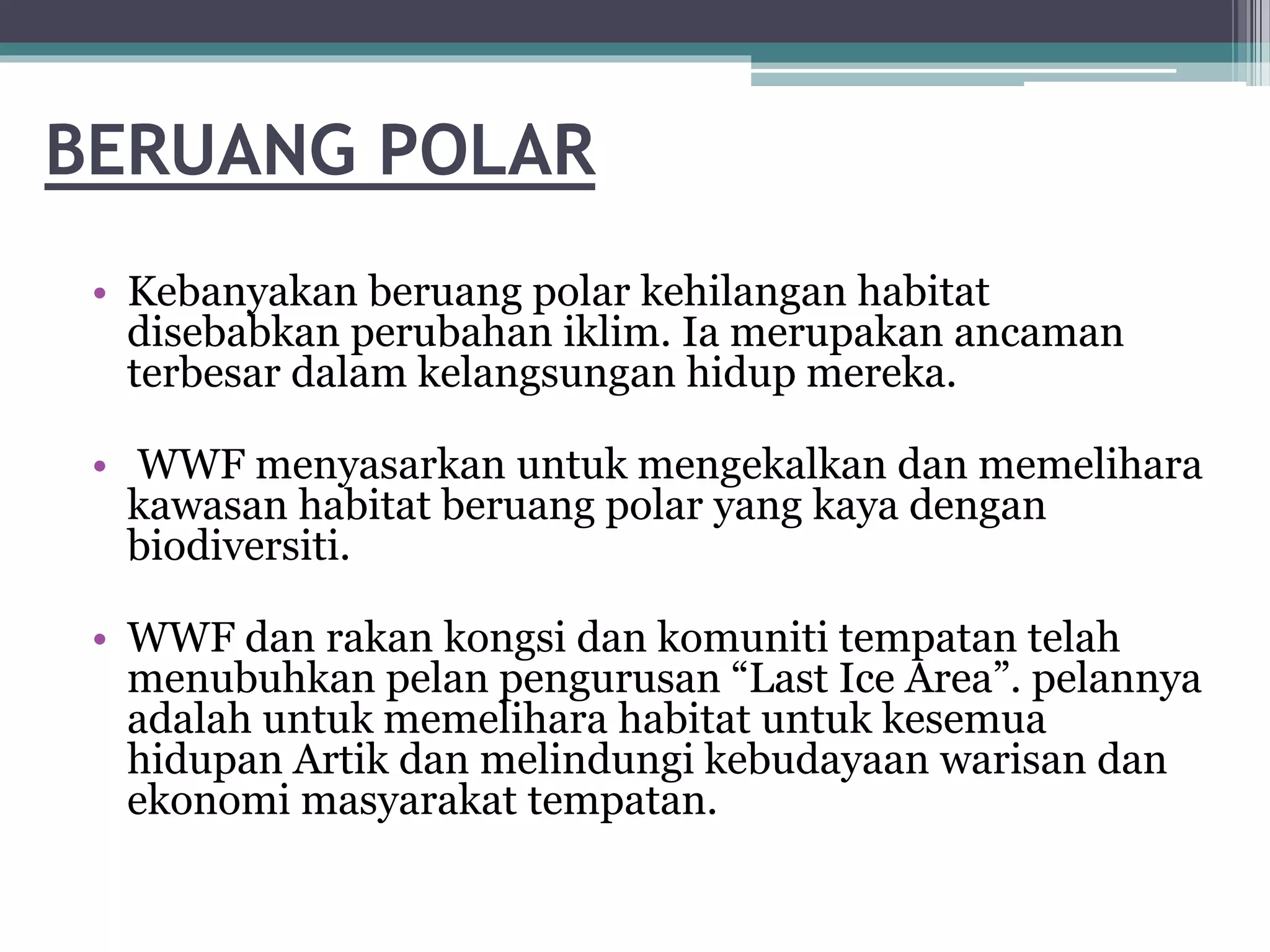 BERUANG POLAR
• Kebanyakan beruang polar kehilangan habitat
disebabkan perubahan iklim. Ia merupakan ancaman
terbesar dalam kelangsungan hidup mereka.
• WWF menyasarkan untuk mengekalkan dan memelihara
kawasan habitat beruang polar yang kaya dengan
biodiversiti.
• WWF dan rakan kongsi dan komuniti tempatan telah
menubuhkan pelan pengurusan “Last Ice Area”. pelannya
adalah untuk memelihara habitat untuk kesemua
hidupan Artik dan melindungi kebudayaan warisan dan
ekonomi masyarakat tempatan.
 