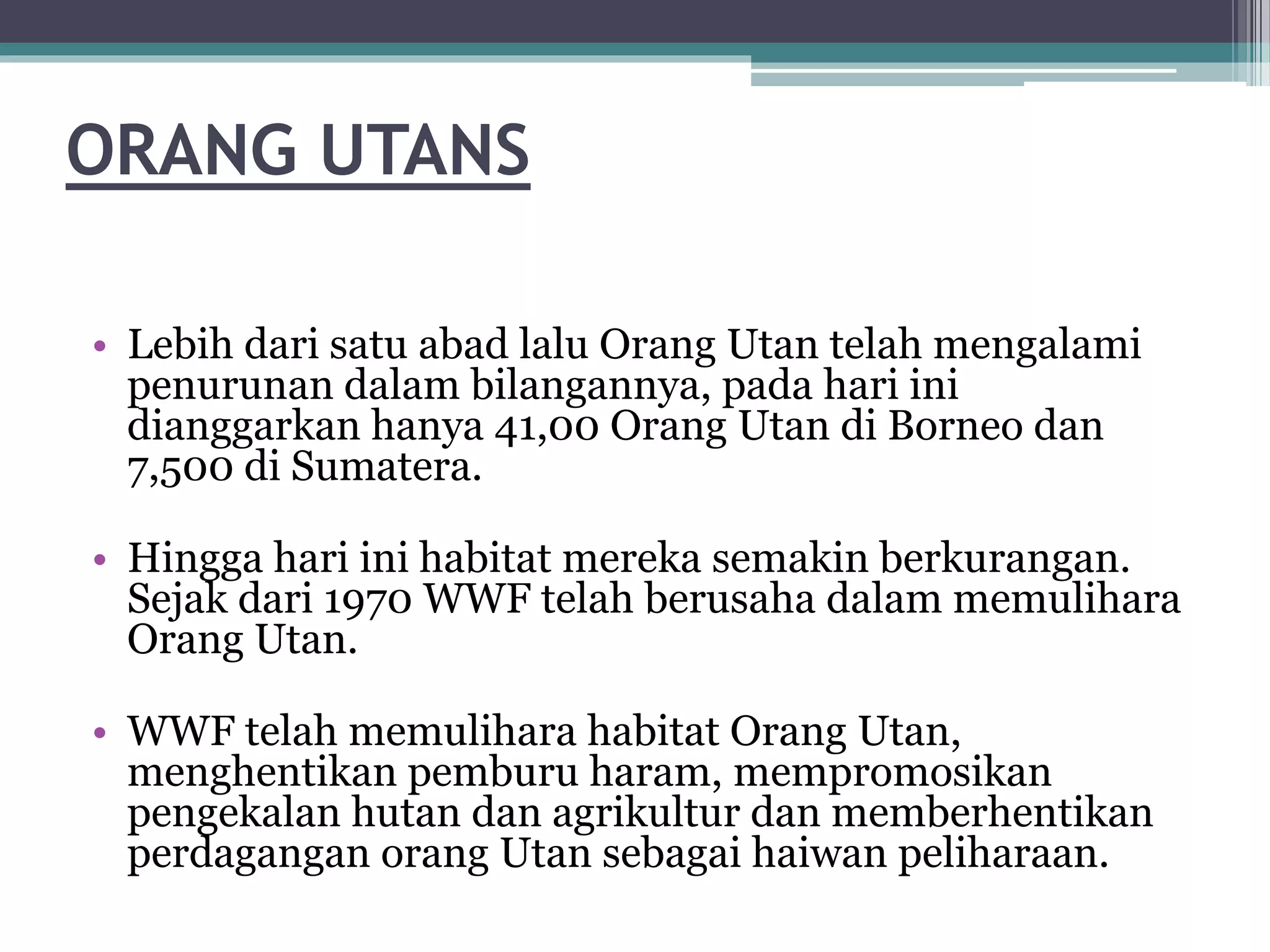 ORANG UTANS
• Lebih dari satu abad lalu Orang Utan telah mengalami
penurunan dalam bilangannya, pada hari ini
dianggarkan hanya 41,00 Orang Utan di Borneo dan
7,500 di Sumatera.
• Hingga hari ini habitat mereka semakin berkurangan.
Sejak dari 1970 WWF telah berusaha dalam memulihara
Orang Utan.
• WWF telah memulihara habitat Orang Utan,
menghentikan pemburu haram, mempromosikan
pengekalan hutan dan agrikultur dan memberhentikan
perdagangan orang Utan sebagai haiwan peliharaan.
 
