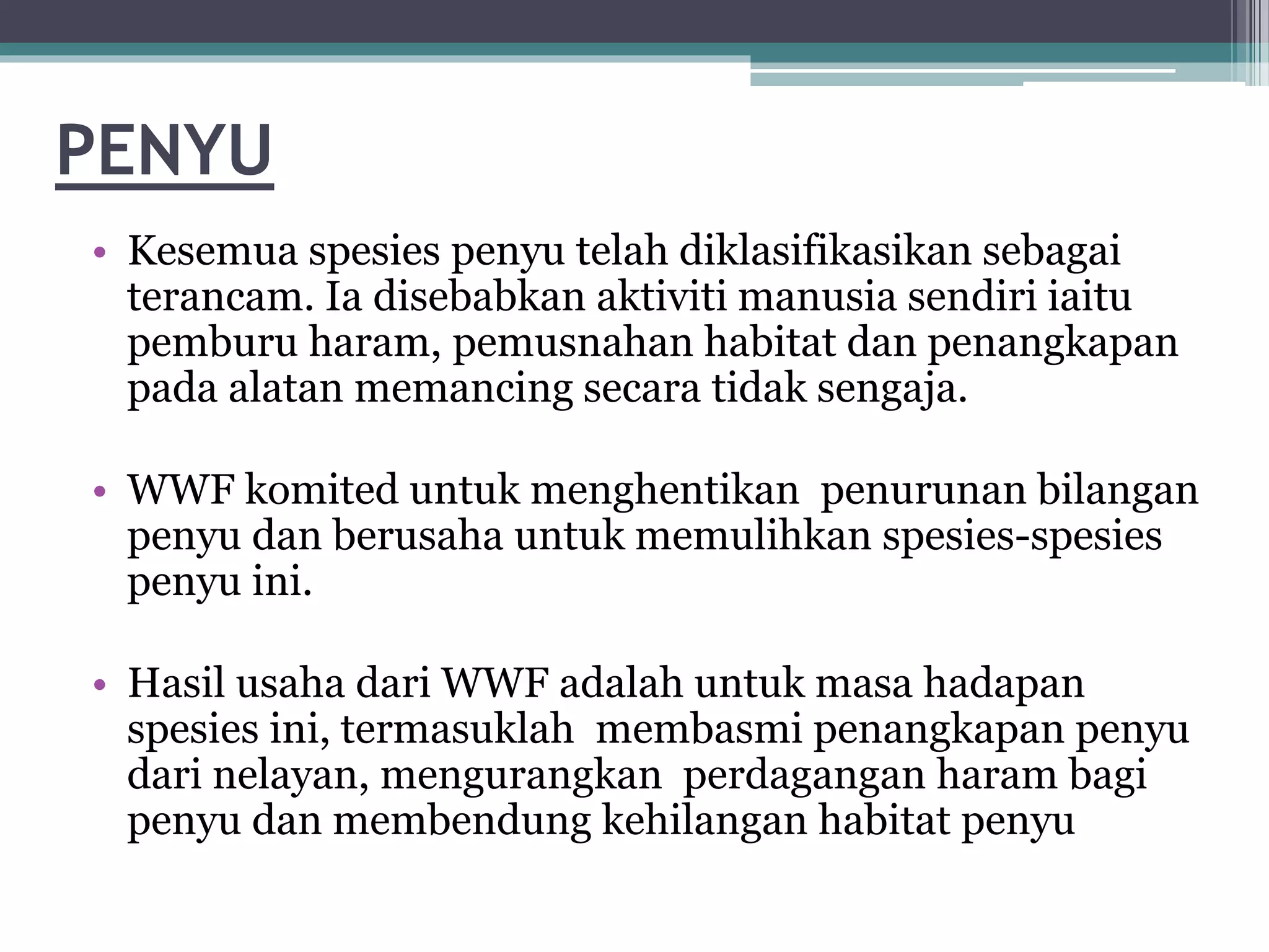 PENYU
• Kesemua spesies penyu telah diklasifikasikan sebagai
terancam. Ia disebabkan aktiviti manusia sendiri iaitu
pemburu haram, pemusnahan habitat dan penangkapan
pada alatan memancing secara tidak sengaja.
• WWF komited untuk menghentikan penurunan bilangan
penyu dan berusaha untuk memulihkan spesies-spesies
penyu ini.
• Hasil usaha dari WWF adalah untuk masa hadapan
spesies ini, termasuklah membasmi penangkapan penyu
dari nelayan, mengurangkan perdagangan haram bagi
penyu dan membendung kehilangan habitat penyu
 