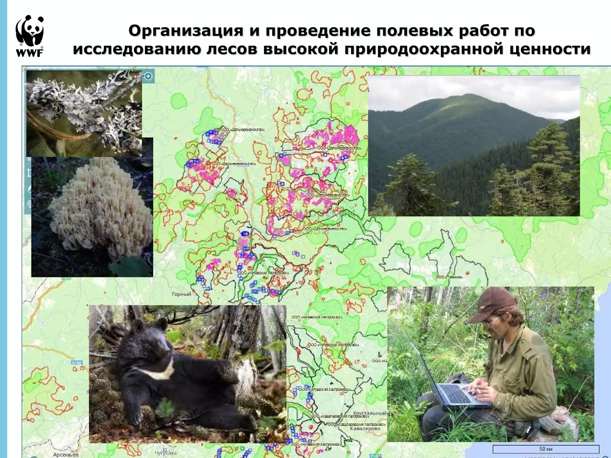 Организация и проведение ппооллееввыыхх ррааббоотт ппоо 
ииссссллееддооввааннииюю ллеессоовв ввыыссооккоойй ппррииррооддооооххрраанннноойй ццееннннооссттии 
September 
28, 2013 - 
28 
 