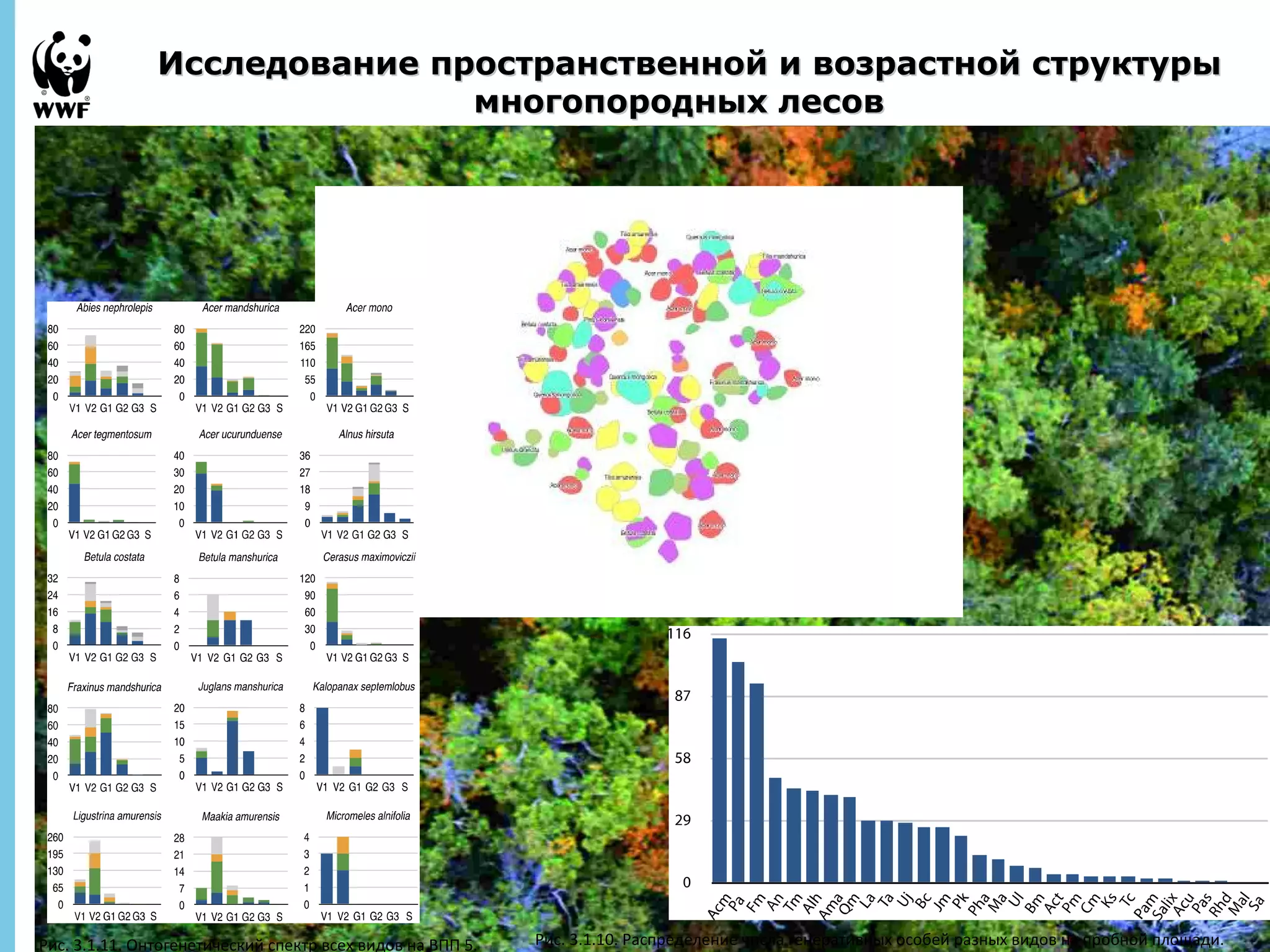 Исследование пространственной ии ввооззрраассттнноойй ссттррууккттууррыы 
September 
28, 2013 - 
32 
ммннооггооппоорроодднныыхх ллеессоовв 
Рис. 3.1.11. Онтогенетический спектр всех видов на ВПП 5. 
Рис. 3.1.10. Распределение числа генеративных особей разных видов на пробной площади. 
Условные обозначения: Acm - Acer mono, Pa - Picea ajanensis, Fm - Fraxinus mandschurica, An -  