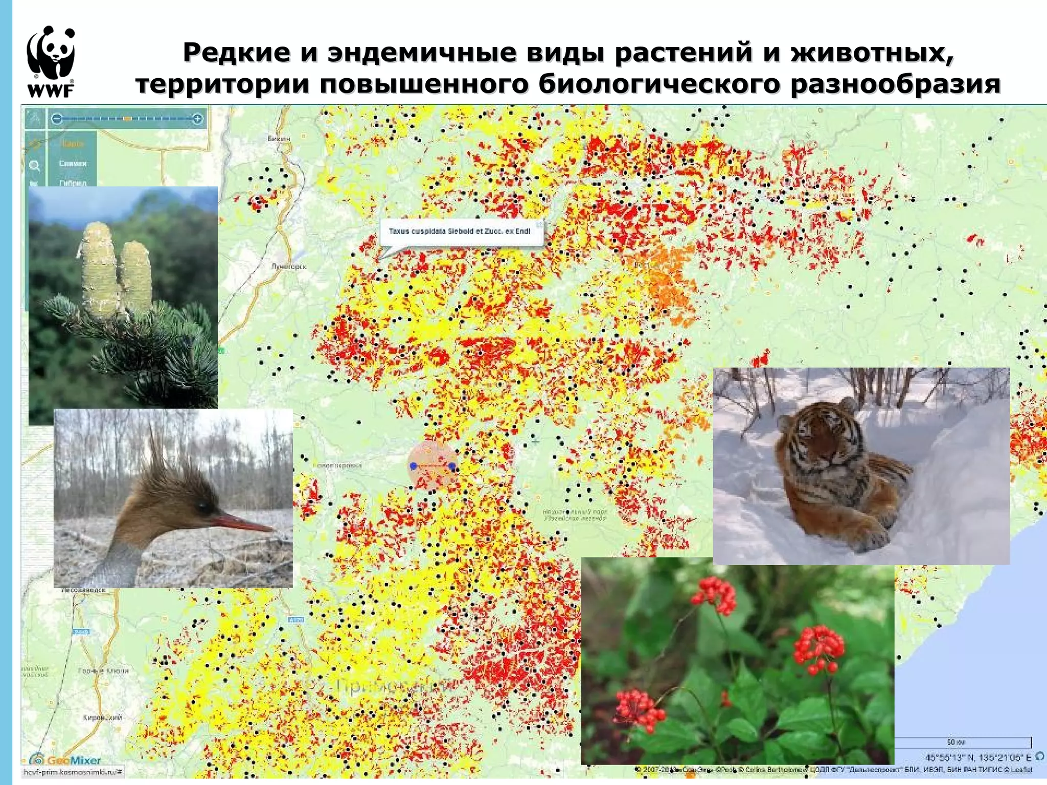 Редкие и эндемичные виды рраассттеенниийй ии жжииввооттнныыхх,, 
ттееррррииттооррииии ппооввыышшееннннооггоо ббииооллооггииччеессккооггоо ррааззннооооббррааззиияя 
September 
28, 2013 - 5 
 
