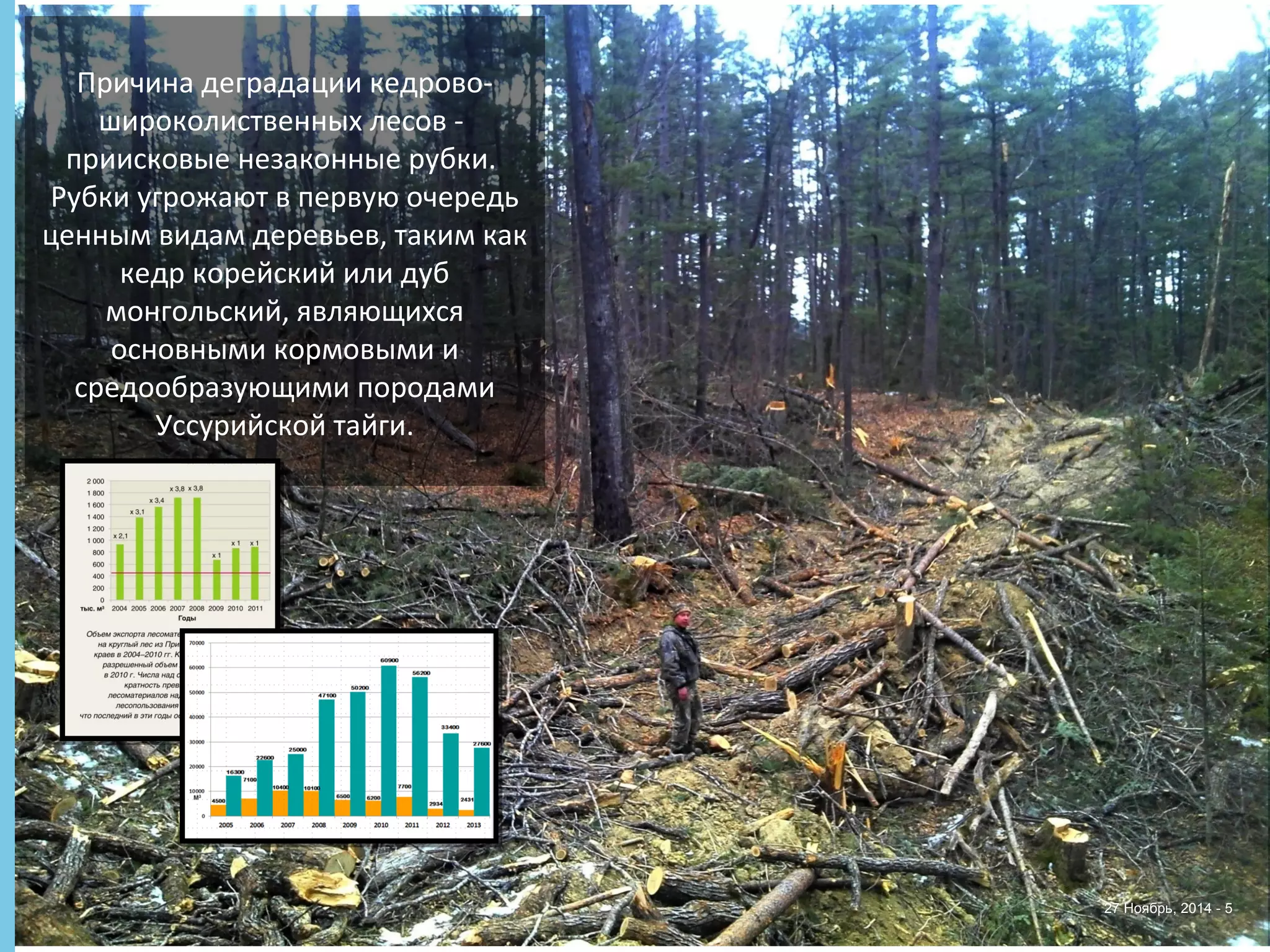 27 Ноябрь, 2014 - 5 
Причина деградации кедрово- 
широколиственных лесов - 
приисковые незаконные рубки. 
Рубки угрожают в первую очередь 
ценным видам деревьев, таким как 
кедр корейский или дуб 
монгольский, являющихся 
основными кормовыми и 
средообразующими породами 
Уссурийской тайги. 
 