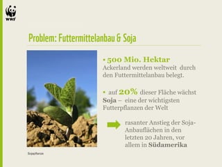  500 Mio. Hektar
              Ackerland werden weltweit durch
              den Futtermittelanbau belegt.

               auf 20% dieser Fläche wächst
              Soja – eine der wichtigsten
              Futterpflanzen der Welt

                     rasanter Anstieg der Soja-
                     Anbauflächen in den
                     letzten 20 Jahren, vor
                     allem in Südamerika
Sojapflanze
 