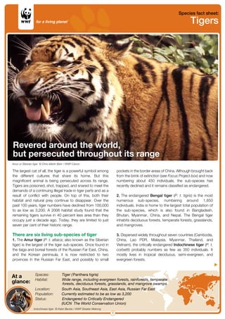 Species fact sheet:
Tigers
1 
Indochinese tiger. © Kabir Backie / WWF Greater Mekong
At a  
glance: 
Species:   Tiger (Panthera tigris) 
Habitat:   Wide range, including evergreen forests, rainforests, temperate
    forests, deciduous forests, grasslands, and mangrove swamps 
Location:   South Asia, Southeast Asia, East Asia, Russian Far East 
Population:   Currently estimated to be as low as 3,200 
Status:    Endangered to Critically Endangered  
    (IUCNñThe World Conservation Union)  
Amur or Siberian tiger. © Chris Martin Bahr / WWF-Canon
The largest cat of all, the tiger is a powerful symbol among 
the  different  cultures  that  share  its  home.  But  this 
magnificent  animal  is  being  persecuted  across  its  range. 
Tigers are poisoned, shot, trapped, and snared to meet the 
demands of a continuing illegal trade in tiger parts and as a 
result  of  conflict  with  people.  On  top  of  this,  both  their 
habitat  and  natural  prey  continue  to  disappear.  Over  the 
past 100 years, tiger numbers have declined from 100,000 
to as low as 3,200. A 2006 habitat study found that the 
remaining tigers survive in 40 percent less area than they 
occupy just a decade ago. Today, they are limited to just 
seven per cent of their historic range.
There are six living sub-species of tiger
1. The Amur tiger (P. t. altaica; also known as the Siberian 
tiger) is the largest of the tiger sub-species. Once found in 
the taiga and boreal forests of the Russian Far East, China, 
and  the  Korean  peninsula,  it  is  now  restricted  to  two 
provinces  in  the  Russian  Far  East,  and  possibly  to  small 
pockets in the border areas of China. Although brought back 
from the brink of extinction (see Focus Project box) and now 
numbering  about  450  individuals,  the  sub-species  has 
recently declined and it remains classified as endangered.
2. The endangered Bengal tiger (P. t. tigris) is the most 
numerous  sub-species,  numbering  around  1,850 
individuals. India is home to the largest total population of 
the  sub-species,  which  is  also  found  in  Bangladesh, 
Bhutan,  Myanmar,  China,  and  Nepal.  The  Bengal  tiger 
inhabits deciduous forests, temperate forests, grasslands, 
and mangroves.
3. Dispersed widely throughout seven countries (Cambodia, 
China,  Lao  PDR,  Malaysia,  Myanmar,  Thailand,  and 
Vietnam), the critically endangered Indochinese tiger (P. t. 
corbetti)  probably  numbers  as  few  as  350  individuals.  It 
mostly  lives  in  tropical  deciduous,  semi-evergreen,  and 
evergreen forests.
Revered around the world,  
but persecuted throughout its range 
 