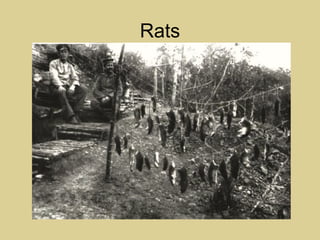 Rats
 
