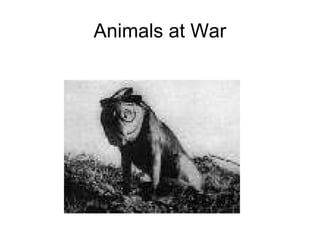 Animals at War
 