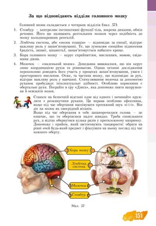 rj • • • •
За що відповідають відділи головного мозку
Головний мозок складається з чотирьох відділів (мал. 57).
1. Стовбур — контролює інстинктивні функції тіла, зокрема дихання, обмін
речовин. Його ще називають рептильним мозком через подібність до
мозку холоднокровних рептилій.
2. Лімбічна система, або «мозок ссавців» — відповідає за емоції, відіграє
важливу роль у запам’ятовуванні. Те, що зумовлює емоційне піднесення
(радість, захват, цікавість), запам’ятовується набагато краще.
3. Кора головного мозку — керує сприйняттям, мисленням, мовою, свідо­
мими діями.
4. Мозочок — «маленький мозок». Донедавна ввважалося, що він керує
лише координацією рухів та рівновагою. Однак останні дослідження
переконливо доводять його участь у процесах запам’ятовування, уваги і
просторового мислення. Отже, та частина мозку, що відповідає за рух,
відіграє важливу роль у навчанні. Стимулювання мозочка за допомогою
руханок пробуджує інтелектуальні здібності. Особливо корисними є
обертальні рухи. Пограйте в гру «Дзиґа», яка допоможе зняти напружен-
ня й освіжити мозок.
^ Станьте на безпечній відстані одне від одного і починайте круж­
ляти з розкинутими руками. Ця вправа особливо ефективна,
J W якщо під час обертання наспівувати протяжний звук «і-і-і». Він
діє на мозок як своєрідний вітамін.
Якщо під час обертання в тебе запаморочилася голова — це
означає, що ти обертаєшся надто швидко. Треба сповільнити
рух, а відтак обернутися кілька разів у протилежному напрямку.
Допоможе і прийом, який застосовують танцюристи: обрати на
рівні очей будь-який предмет і фіксувати на ньому погляд під час
кожного оберту.
ф Стовбур
^Мозочок
Лімбічна
система
Мал. 57
 