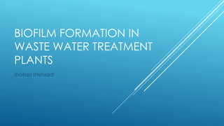 BIOFILM FORMATION IN
WASTE WATER TREATMENT
PLANTS
shafiqa shehzadi
 