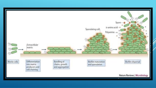 Natural Treatment For Biofilm Natural Treatment For Biofilm