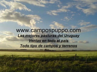 www.campospuppo.com Las mejores pasturas del Uruguay Ventas en todo el país Todo tipo de campos y terrenos 