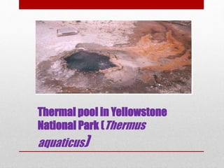 Thermal pool in Yellowstone
National Park (Thermus
aquaticus)
 