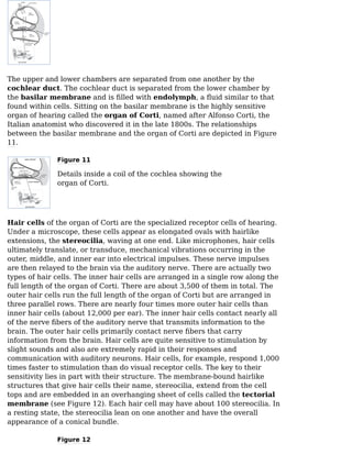 The upper and lower chambers are separated from one another by the
cochlear duct. The cochlear duct is separated from the lower chamber by
the basilar membrane and is ﬁlled with endolymph, a ﬂuid similar to that
found within cells. Sitting on the basilar membrane is the highly sensitive
organ of hearing called the organ of Corti, named after Alfonso Corti, the
Italian anatomist who discovered it in the late 1800s. The relationships
between the basilar membrane and the organ of Corti are depicted in Figure
11.
Figure 11
Details inside a coil of the cochlea showing the
organ of Corti.
Hair cells of the organ of Corti are the specialized receptor cells of hearing.
Under a microscope, these cells appear as elongated ovals with hairlike
extensions, the stereocilia, waving at one end. Like microphones, hair cells
ultimately translate, or transduce, mechanical vibrations occurring in the
outer, middle, and inner ear into electrical impulses. These nerve impulses
are then relayed to the brain via the auditory nerve. There are actually two
types of hair cells. The inner hair cells are arranged in a single row along the
full length of the organ of Corti. There are about 3,500 of them in total. The
outer hair cells run the full length of the organ of Corti but are arranged in
three parallel rows. There are nearly four times more outer hair cells than
inner hair cells (about 12,000 per ear). The inner hair cells contact nearly all
of the nerve ﬁbers of the auditory nerve that transmits information to the
brain. The outer hair cells primarily contact nerve ﬁbers that carry
information from the brain. Hair cells are quite sensitive to stimulation by
slight sounds and also are extremely rapid in their responses and
communication with auditory neurons. Hair cells, for example, respond 1,000
times faster to stimulation than do visual receptor cells. The key to their
sensitivity lies in part with their structure. The membrane-bound hairlike
structures that give hair cells their name, stereocilia, extend from the cell
tops and are embedded in an overhanging sheet of cells called the tectorial
membrane (see Figure 12). Each hair cell may have about 100 stereocilia. In
a resting state, the stereocilia lean on one another and have the overall
appearance of a conical bundle.
Figure 12
 
