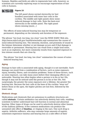 humans. Reptiles and birds are able to regenerate hair cells, however, so
scientists are currently exploring ways to encourage regeneration of hair
cells in humans.
Figure 15
The left panel shows normal stereocilia (or hair
bundles) associated with inner hair cells in the
cochlea. The middle and right panels show noise-
induced damage to hair cells. Note the bent-over
stereocilia in the middle panel. The right panel
shows missing (more...)
The eﬀects of noise-induced hearing loss may be temporary or
permanent, depending on the intensity and duration of the exposure.
The phrase "too loud, too long, too close" (see the WISE EARS! Web site,
http://www.nidcd.nih.gov/ health/wise/index.asp) summarizes the causes of
noise-induced hearing loss. The intensity, duration, and proximity of sound to
the listener determine whether or not damage occurs and if that damage is
reversible or permanent. Hearing loss can result from a single loud noise,
such as an explosion, but more commonly results from repeated exposure to
less intense sounds that are close by.
The phrase "too loud, too long, too close" summarizes the causes of noise-
induced hearing loss.
Aging
Damage to hair cells is associated with aging, though it is not inevitable. Such
damage can result from a combination of factors, such as noise exposure,
injury, heredity, illness, and circulation problems. Some of these factors, such
as noise exposure, can take many years before their damaging eﬀects are
noticeable. Hearing loss often begins when a person is in his or her 20s,
though it may not be noticed until the person is in his or her 50s. Not
surprisingly, the greater the noise exposure over a lifetime, the greater the
hearing loss. Because the hair cells at the base of the cochlea "wear out"
before those at the apex, the higher pitches are lost ﬁrst, followed by the
lower ones.
Ototoxic drugs
Medications and chemicals that are poisonous to auditory structures are
called ototoxic. Certain antibiotics can selectively destroy hair cells, enabling
scientists to better understand hair-cell function in normal and abnormal
hearing. Other types of drugs can be used to selectively destroy other tissues
of the auditory pathway. A few common medications can produce the
unwanted side eﬀect of tinnitus, or ringing in the ears. One such drug is
aspirin. Arthritis suﬀerers, who may consume large amounts of aspirin,
sometimes experience tinnitus and hearing loss as a side eﬀect of their
 