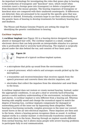 An important technology for investigating the roles that genes play in hearing
is the production of transgenic and "knockout" mice, which result when
scientists insert a foreign gene into (transgenic) or delete a targeted gene
from (knockout) the mouse genome. The hearing responses of transgenic or
knockout mice are compared with their unaltered counterparts. If diﬀerences
are detected, they are presumed to be caused by the speciﬁc gene that was
inserted or deleted. Eventually, scientists hope to use their understanding of
the genetic basis of hearing to develop treatments for hereditary hearing loss
and deafness.
The Mouse and Human Genome Projects are setting the stage for
identifying the genetic contributions to hearing.
Cochlear implants
A cochlear implant (see Figure 16) is a hearing device designed to bypass
absent or damaged hair cells. The cochlear implant is a small, complex,
electronic device that can help provide an interpretable stimulus to a person
who is profoundly deaf or severely hard-of-hearing. The implant is surgically
placed under the skin behind the ear, and consists of four basic parts:
Figure 16
Diagram of a typical cochlear-implant system.
a microphone that picks up sound from the environment;
a speech processor, which selects and arranges sounds picked up by the
microphone;
a transmitter and receiver/stimulator that receives signals from the
speech processor and converts them into electric impulses; and
electrodes that collect the impulses from the stimulator and send them
to the brain.
A cochlear implant does not restore or create normal hearing. Instead, under
the appropriate conditions, it can give a deaf or severely hard-of-hearing
person a useful auditory understanding of the environment, including sirens
and alarms. A cochlear implant is very diﬀerent from a hearing aid. Whereas
hearing aids amplify sound and change the acoustical signal to match the
degree of hearing loss, cochlear implants compensate for damaged or
nonworking parts of the inner ear by bypassing them altogether. When
hearing is functioning normally, complex processes in the inner ear convert
sound waves in the air into electrical impulses. These impulses are then sent
to the brain, where a hearing person recognizes them as sound. A cochlear
implant works in a similar manner: it electronically transforms sounds and
then sends them to the brain. Hearing through an implant sounds diﬀerent
from normal hearing, but it allows many people with severe hearing problems
to participate fully in oral communication.
 