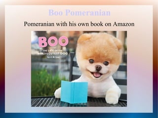 Boo Pomeranian
Pomeranian with his own book on Amazon
 