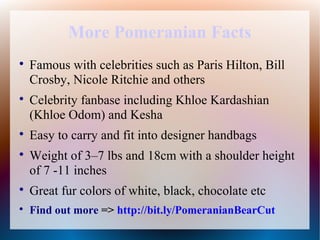 More Pomeranian Facts

    Famous with celebrities such as Paris Hilton, Bill
    Crosby, Nicole Ritchie and others

    Celebrity fanbase including Khloe Kardashian
    (Khloe Odom) and Kesha

    Easy to carry and fit into designer handbags

    Weight of 3–7 lbs and 18cm with a shoulder height
    of 7 -11 inches

    Great fur colors of white, black, chocolate etc

    Find out more => http://bit.ly/PomeranianBearCut
 