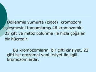 Döllenmiş yumurta (zigot) kromozom
eşleşmesini tamamlamış 46 kromozomlu
 23 çift ve mitoz bölünme ile hızla çoğalan
 bir hücredir.

     Bu kromozomların bir çifti cinsiyet, 22
 çifti ise otozomal yani irsiyet ile ilgili
 kromozomlardır.
 