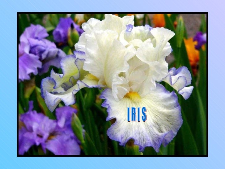Www Power Point Ro 699 Trupa Iris Floare De Iris
