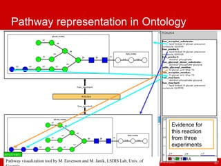Pathway representation in Ontology Evidence for this reaction from three experiments Pathway visualization tool by M. Eave...