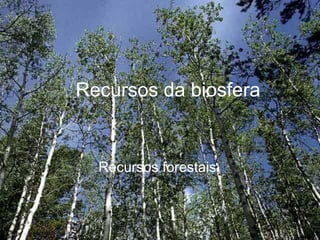 Recursos da biosfera
Recursos forestais
 