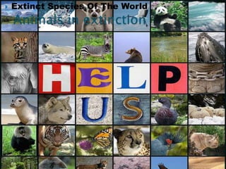    Extinct Species Of The World
 