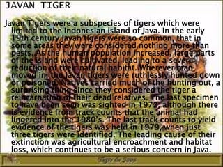 JAVAN TIGER
Javan Tigers were a subspecies of tigers which were
  limited to the Indonesian island of Java. In the early
  19th century Javan tigers were so common, that in
  some areas they were considered nothing more than
  pests. As the human population increased, large parts
  of the island were cultivated, leading to a severe
  reduction of their natural habitat. Wherever man
  moved in, the Javan tigers were ruthlessly hunted down
  or poisoned. Natives carried much of the hunting out, a
  surprising thing since they considered the tiger a
  reincarnation of their dead relatives. The last specimen
  to have been seen was sighted in 1972, although there
  is evidence from track counts that the animal had
  lingered into the 1980’s. The last track counts to yield
  evidence of the tigers was held in 1979, when just
  three tigers were identified. The leading cause of their
  extinction was agricultural encroachment and habitat
  loss, which continues to be a serious concern in Java.
 