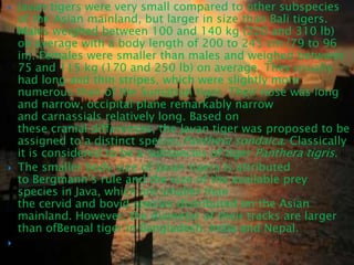    Javan tigers were very small compared to other subspecies
    of the Asian mainland, but larger in size than Bali tigers.
    Males weighed between 100 and 140 kg (220 and 310 lb)
    on average with a body length of 200 to 245 cm (79 to 96
    in). Females were smaller than males and weighed between
    75 and 115 kg (170 and 250 lb) on average. They usually
    had long and thin stripes, which were slightly more
    numerous than of the Sumatran tiger. Their nose was long
    and narrow, occipital plane remarkably narrow
    and carnassials relatively long. Based on
    these cranial differences, the Javan tiger was proposed to be
    assigned to a distinct species,Panthera sondaica. Classically
    it is considered to be a subspecies of tiger Panthera tigris.
   The smaller body size of Javan tigers is attributed
    to Bergmann’s rule and the size of the available prey
    species in Java, which are smaller than
    the cervid and bovid species distributed on the Asian
    mainland. However, the diameter of their tracks are larger
    than ofBengal tiger in Bangladesh, India and Nepal.

 