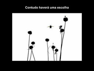 Contudo haverá uma escolha
 