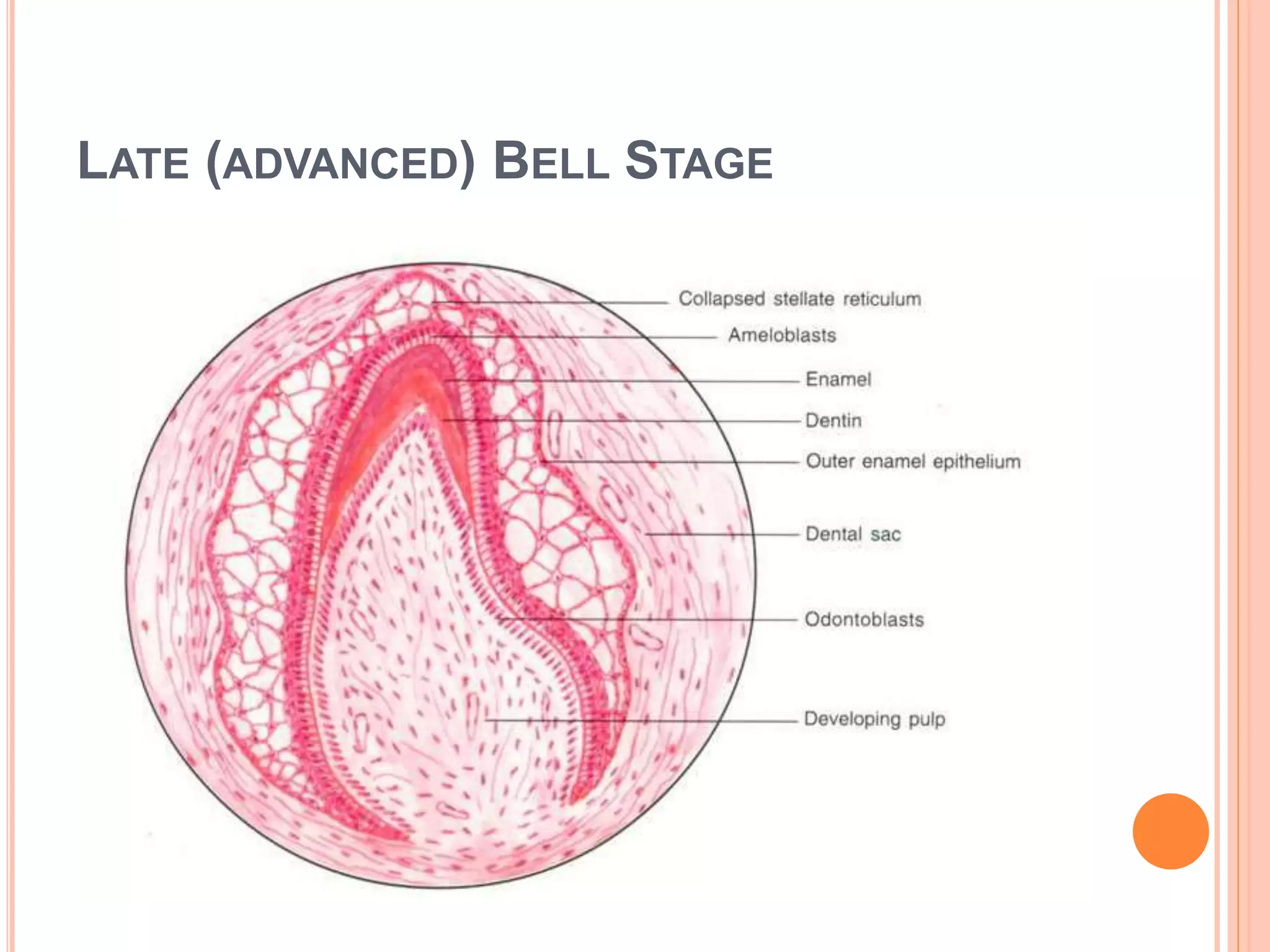 BUD STAGE