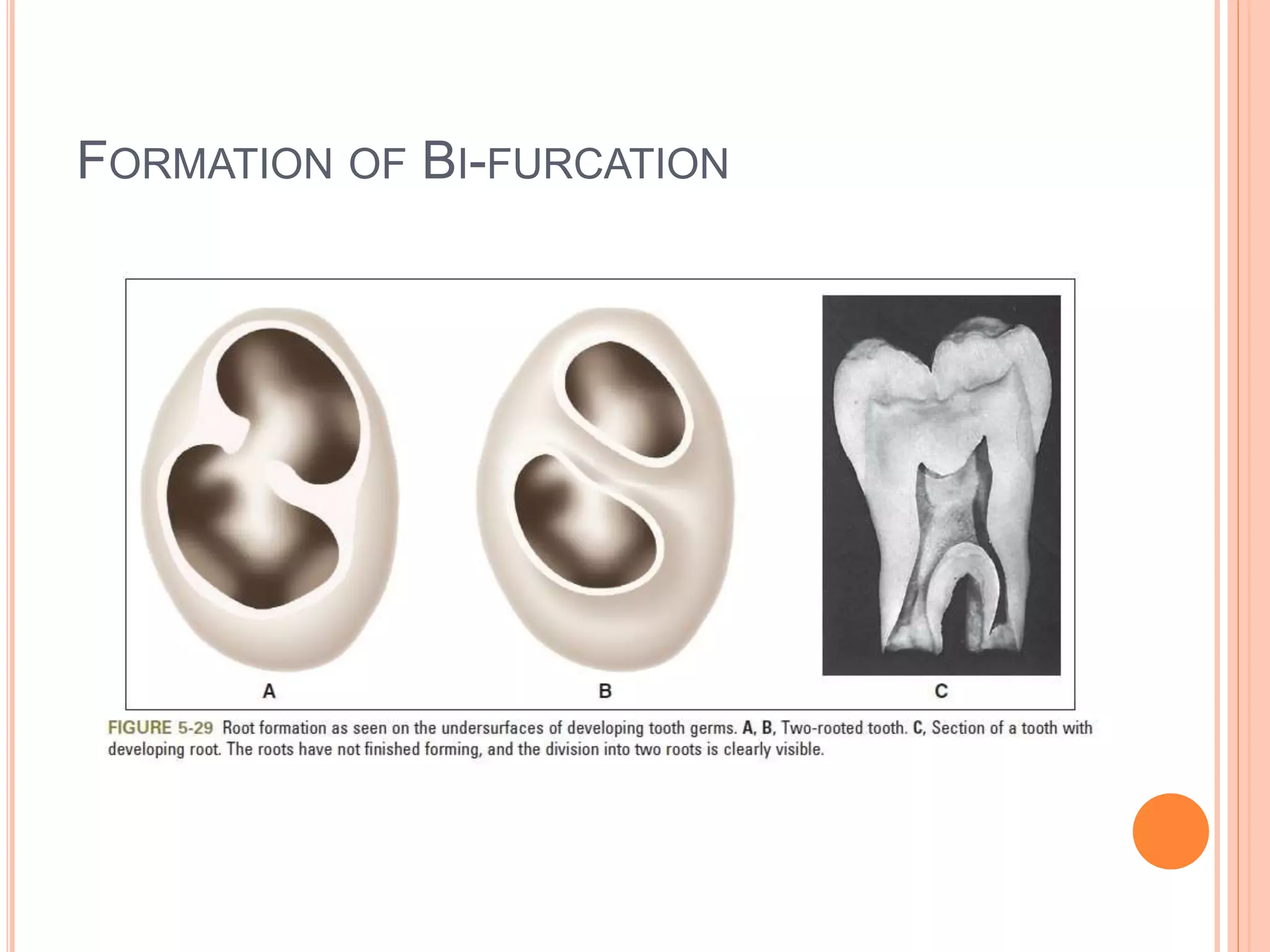 STAGES OF TOOTH DEVELOPMENT