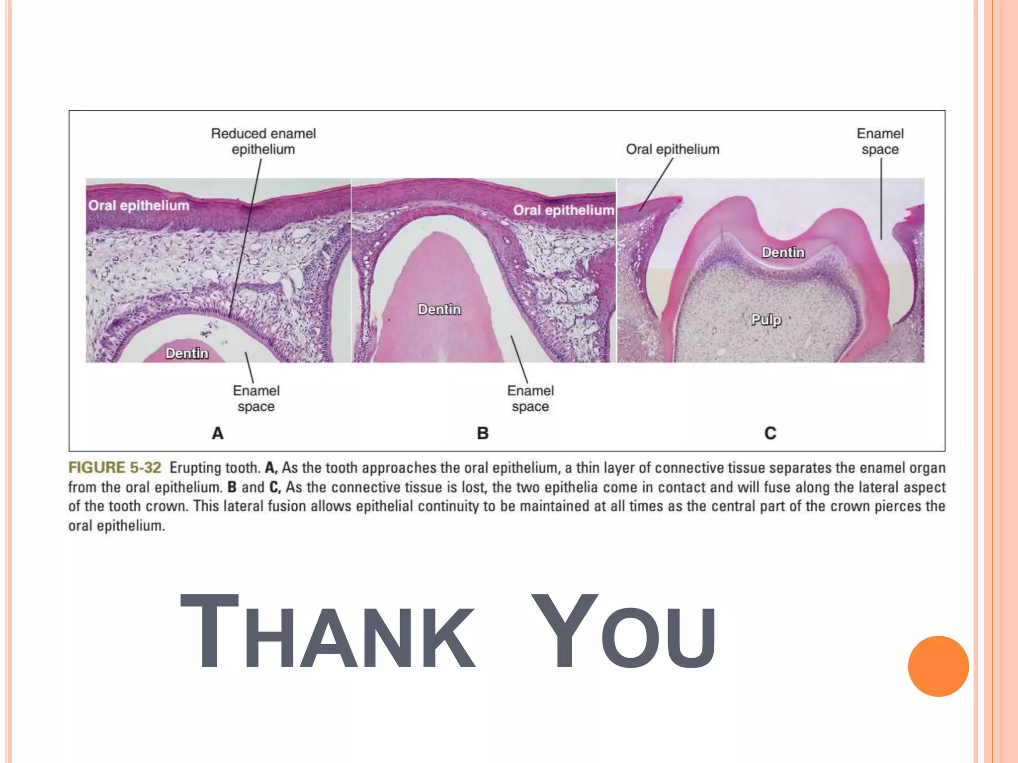 LATE (ADVANCED) BELL STAGE