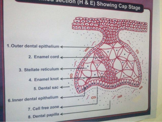 Tooth development part 2
