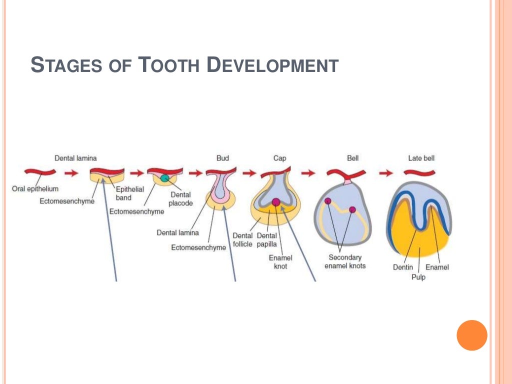 Tooth development part 2