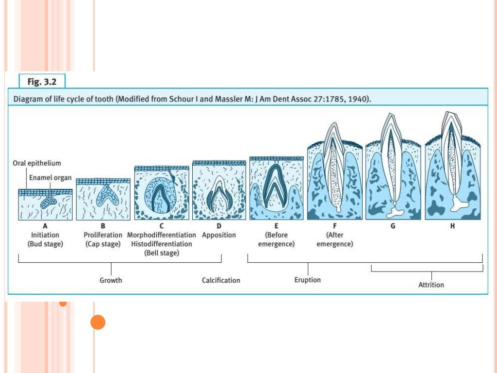 Tooth development part 2
