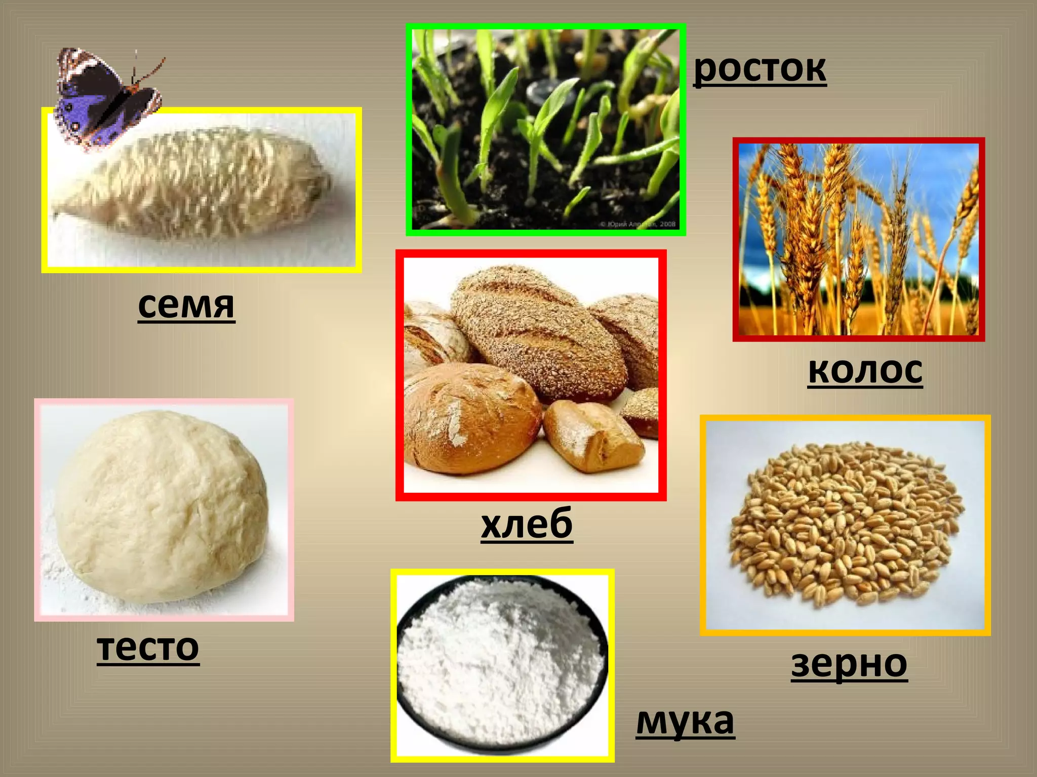 росток
семя
колос
зерно
мука
тесто
хлеб
 