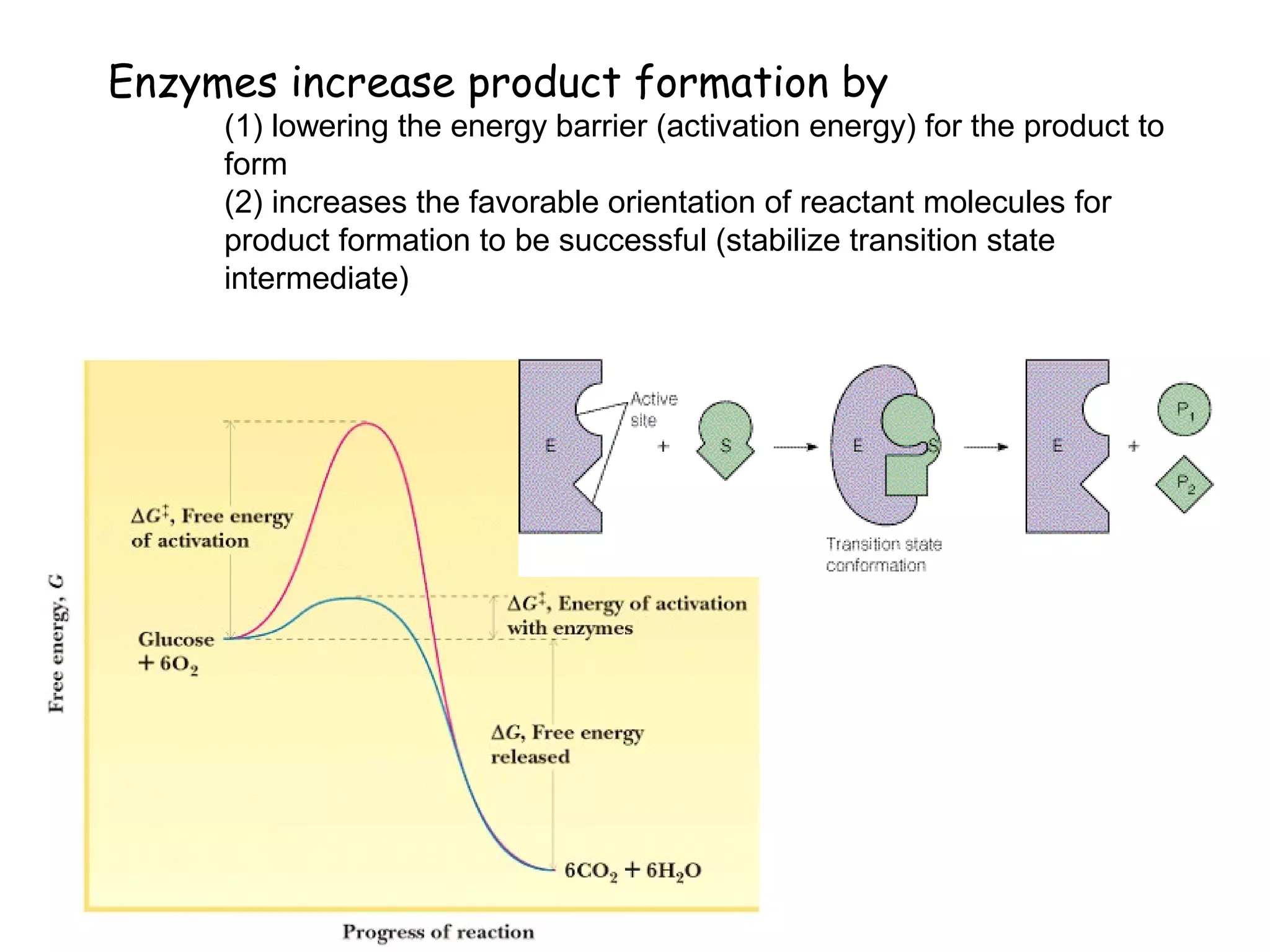 Enzymes increase product formation by 
(1) lowering the energy barrier (activation energy) for the product to 
form 
(2) increases the favorable orientation of reactant molecules for 
product formation to be successful (stabilize transition state 
intermediate) 
 
