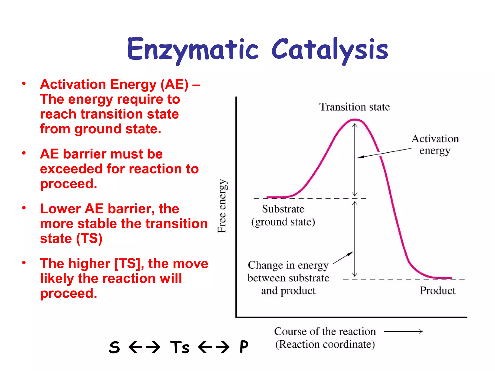 Enzymatic Catalysis 
• Activation Energy (AE) – 
The energy require to 
reach transition state 
from ground state. 
• AE barrier must be 
exceeded for reaction to 
proceed. 
• Lower AE barrier, the 
more stable the transition 
state (TS) 
• The higher [TS], the move 
likely the reaction will 
proceed. 
S  Ts  P 
 