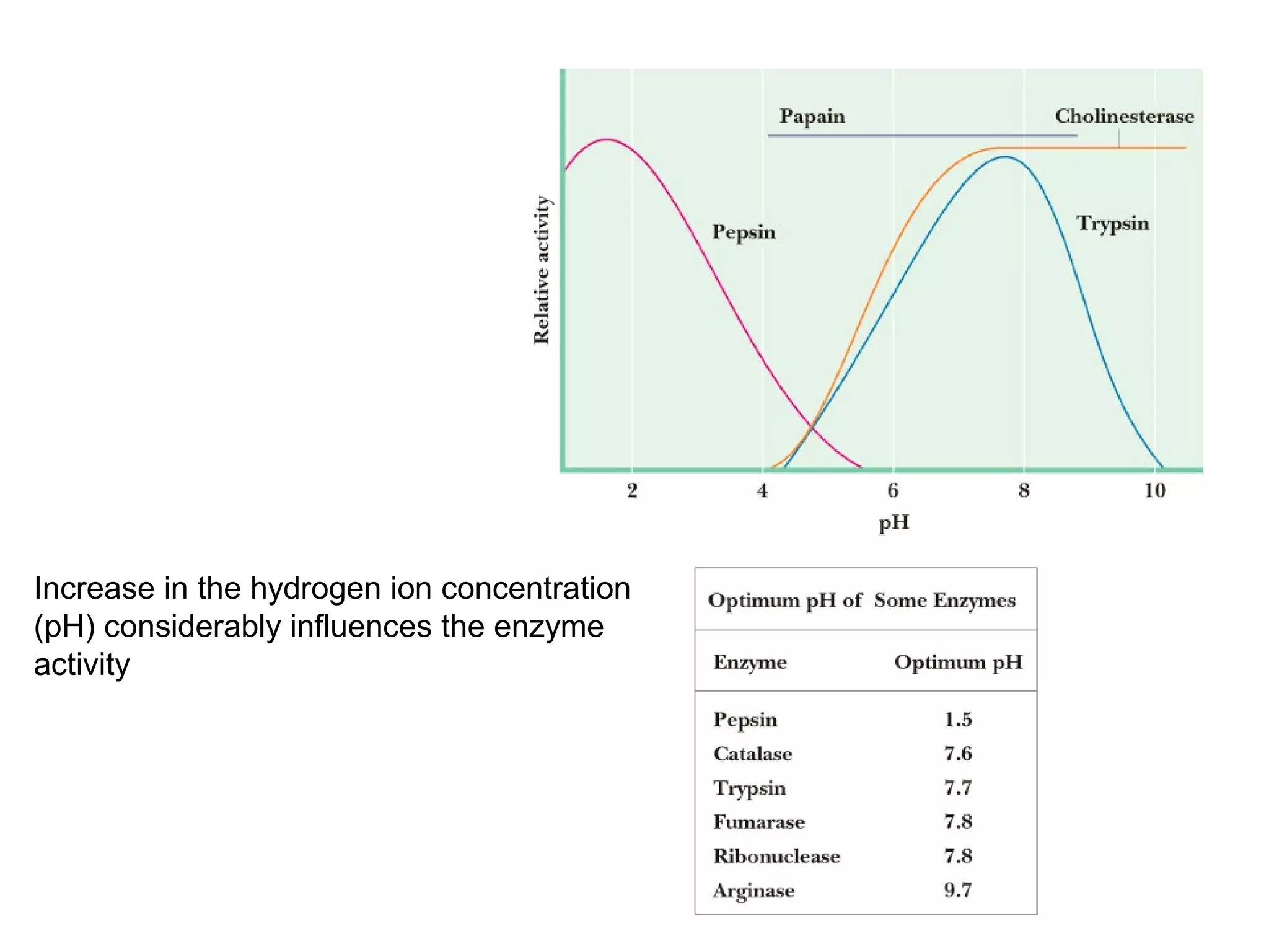 Increase in the hydrogen ion concentration 
(pH) considerably influences the enzyme 
activity 
 