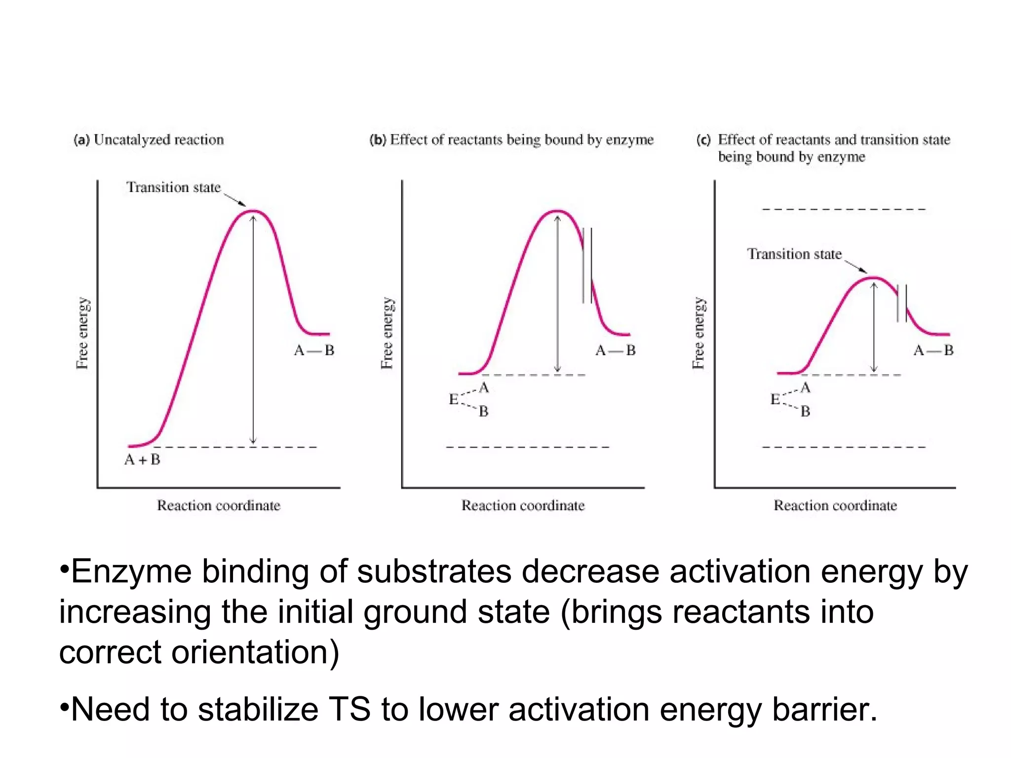 •Enzyme binding of substrates decrease activation energy by 
increasing the initial ground state (brings reactants into 
correct orientation) 
•Need to stabilize TS to lower activation energy barrier. 
 