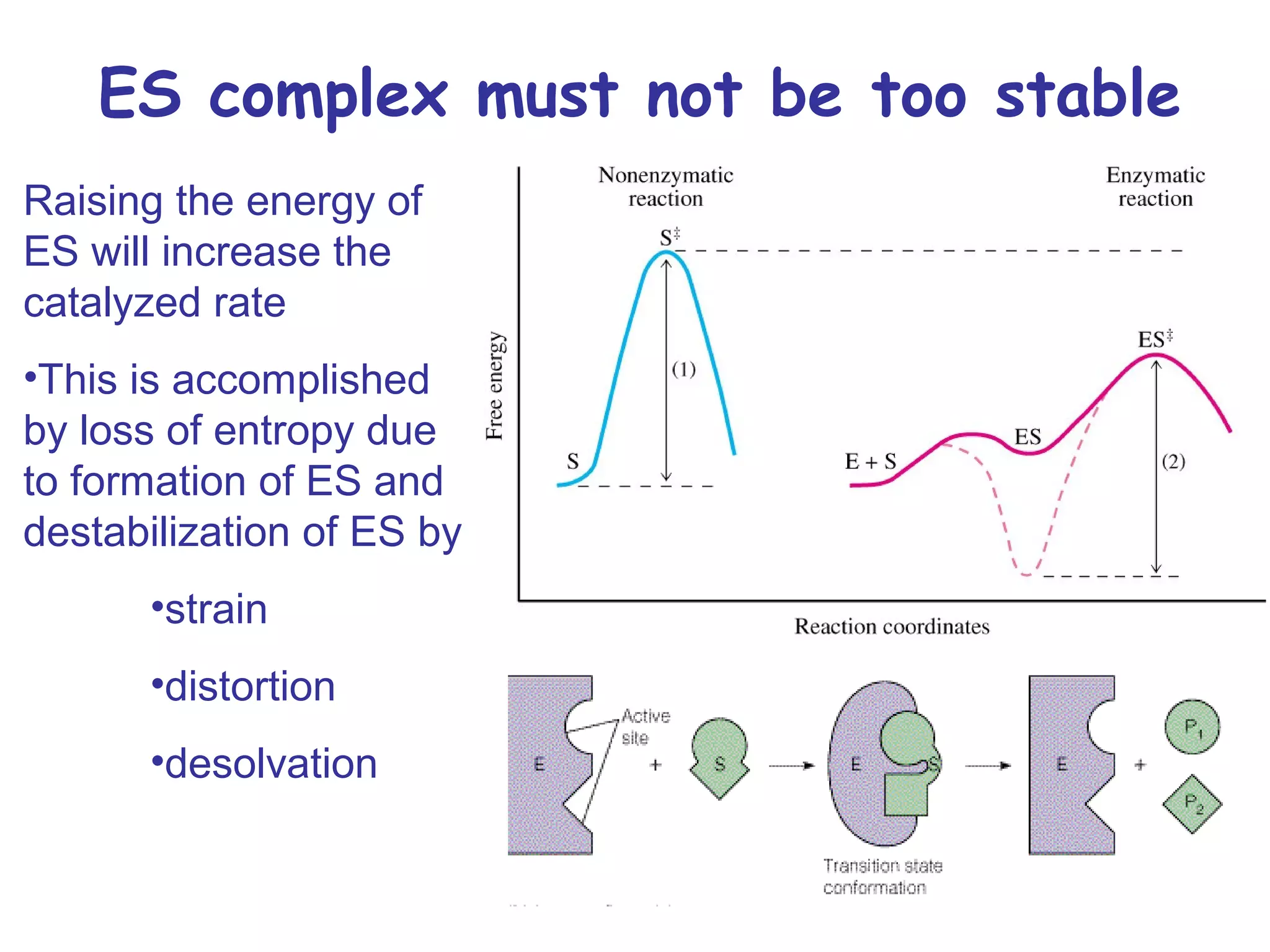 ES complex must not be too stable 
Raising the energy of 
ES will increase the 
catalyzed rate 
•This is accomplished 
by loss of entropy due 
to formation of ES and 
destabilization of ES by 
•strain 
•distortion 
•desolvation 
 