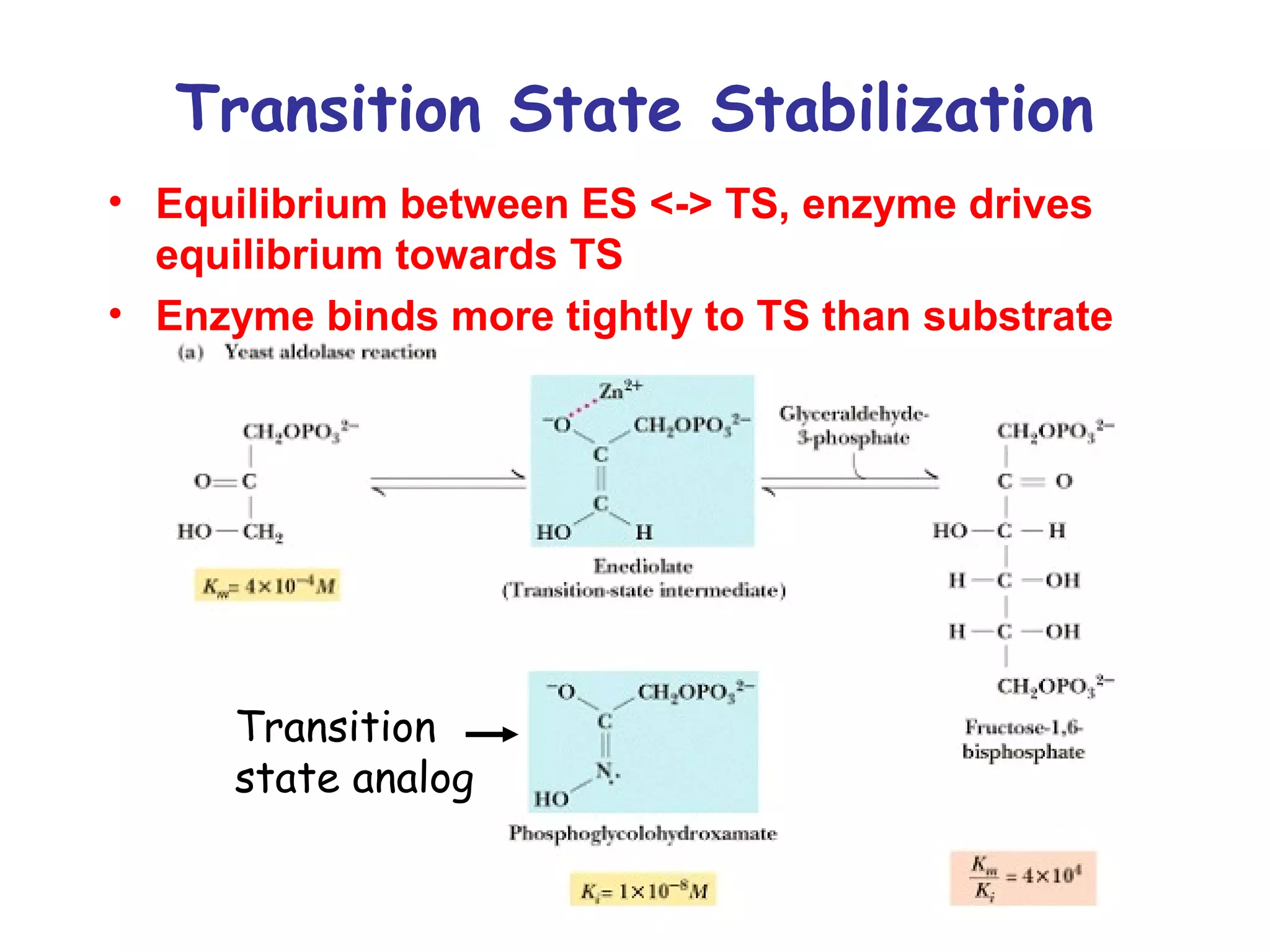 Transition State Stabilization 
• Equilibrium between ES <-> TS, enzyme drives 
equilibrium towards TS 
• Enzyme binds more tightly to TS than substrate 
Transition 
state analog 
 