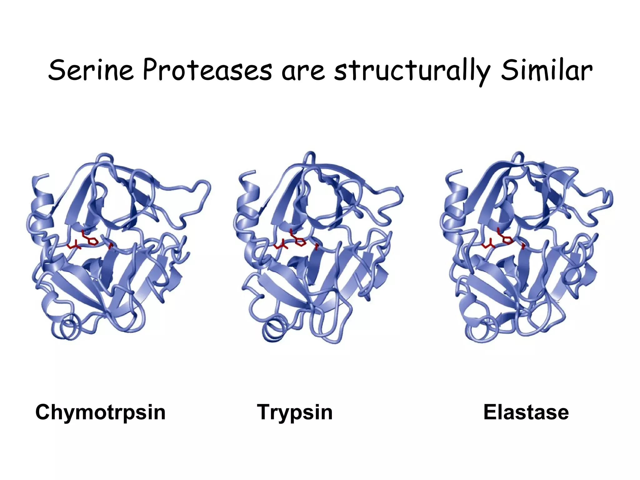 Serine Proteases are structurally Similar 
Chymotrpsin Trypsin Elastase 
 