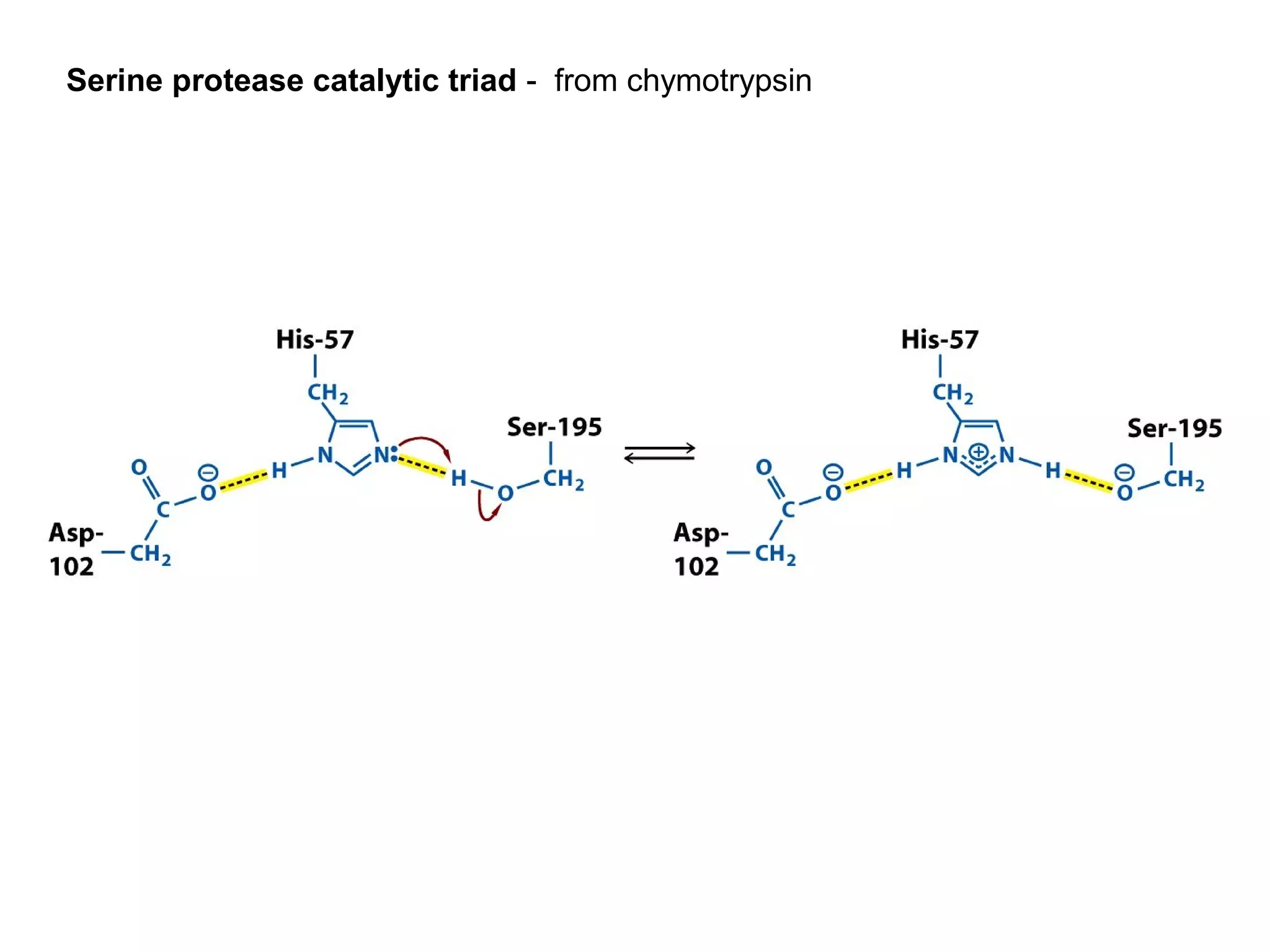Serine protease catalytic triad - from chymotrypsin 
 