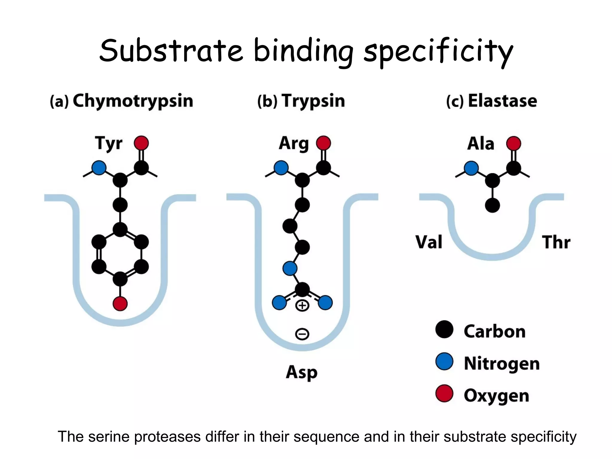 Substrate binding specificity 
The serine proteases differ in their sequence and in their substrate specificity 
 
