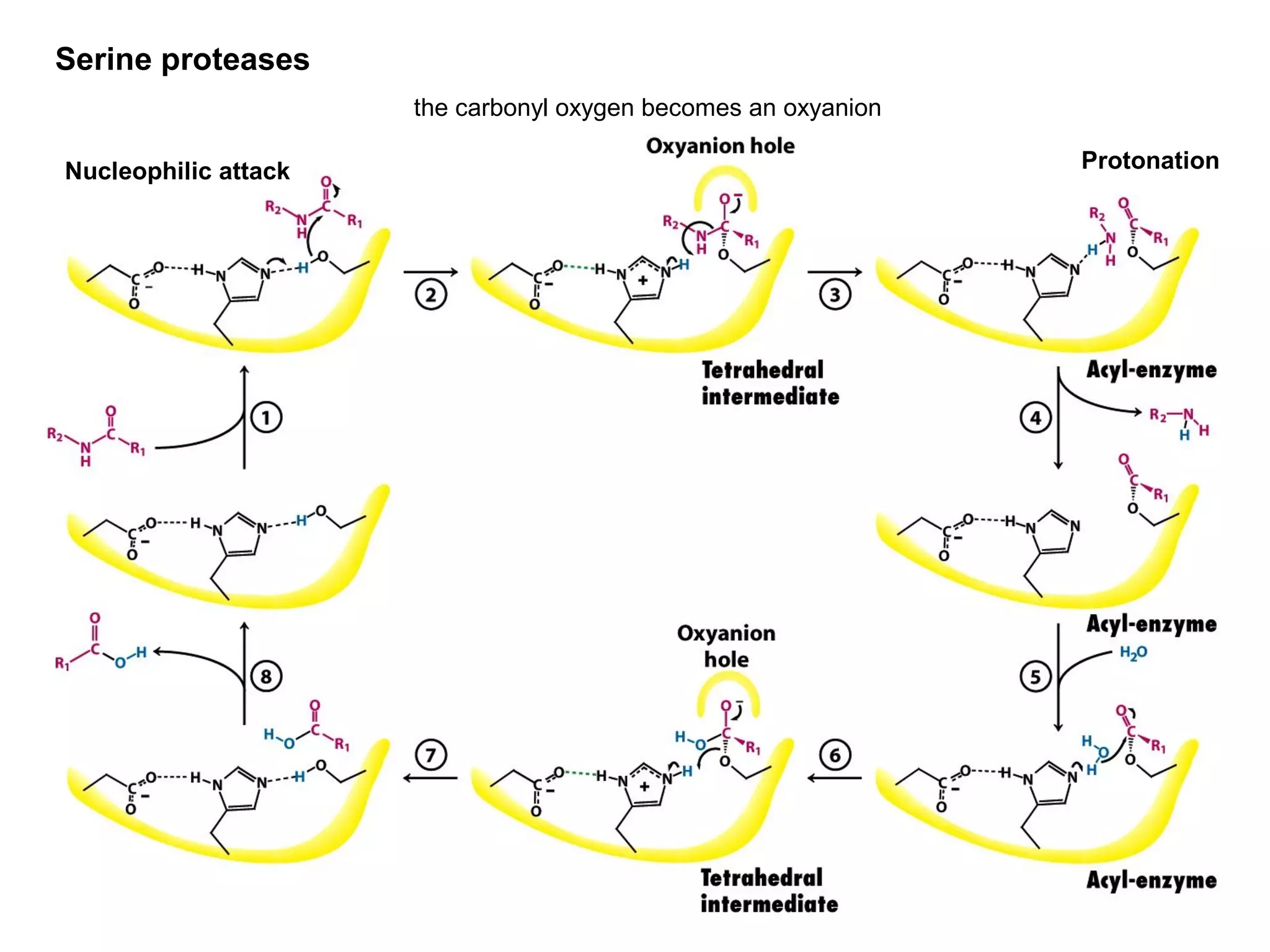 Serine proteases 
the carbonyl oxygen becomes an oxyanion 
Nucleophilic attack Protonation 
 